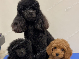 Toy Poodle Puppies