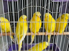 I have 25 budgies