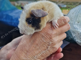 Baby guinea-pigs ready now Teddy male ready now