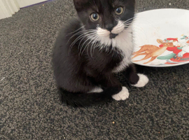 10 week old kittens for sale