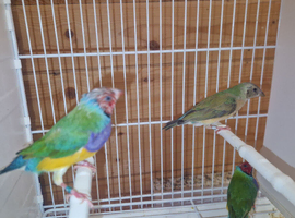 Gouldian finch 5 months old