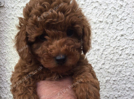 Toy Poodle Boy Puppy