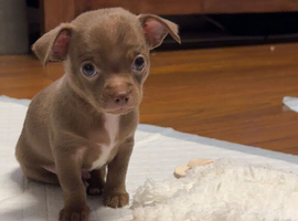 STUNNING PUREBRED CHIHUAHUAS