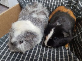 Pair of boys smooth/Abby looking for a new home