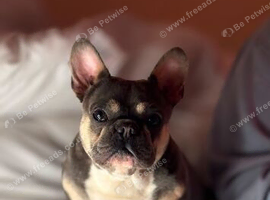 MiCRO FRENCH BULLDOG