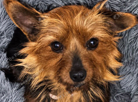 Yorkshire terriers