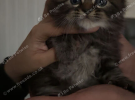 Gorgeous Kitten