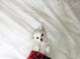 Sammy looking for new home