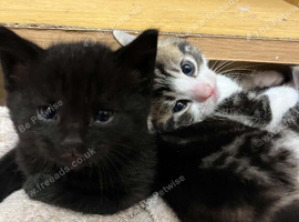 6 kittens for sale