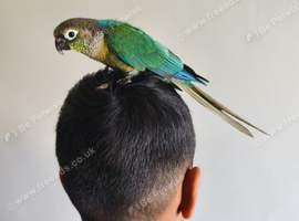 Super Friendly Blue turquoise Conure Parrot