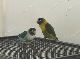 Baby 3 month old love bird pair with cage and food