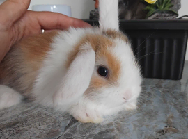 Baby lops
