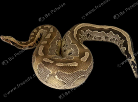 Borneo short tail python