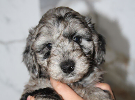 Health tested f1b cockapoo babies