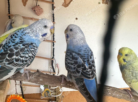 Male budgies for sale
