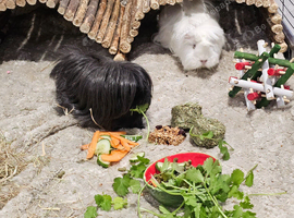 Loving Home Wanted for Our Peruvian Guinea Pigs