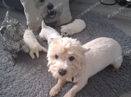 Westie puppies