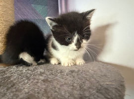 Two female kittens ready to leave