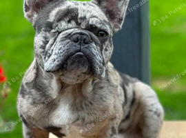 Frenchie for rehoming