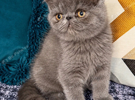 Exotic Shorthair Kittens For Sale