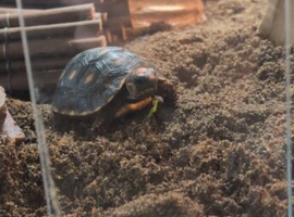 Red footed tortoise for sale
