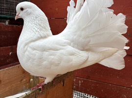 English fantails for sale
