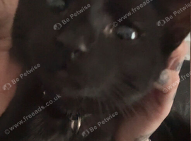 5 month old kitten needs loving home asap