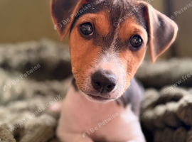 Last Boy Jack Russell Terrier Puppies
