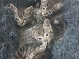 Mixed breed tabby kittens for sale