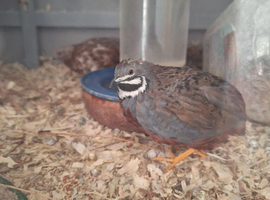 EGG LAYER PAIR BUTTON QUAILS WITH CAGE