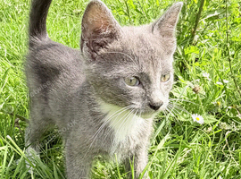 Kittens mixed breed