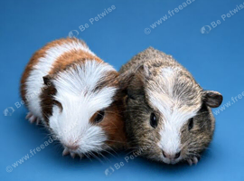 Two gorgeous guinea pig babies
