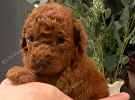 Beautiful kc poodles available