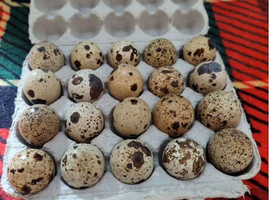Quail Hatching Eggs