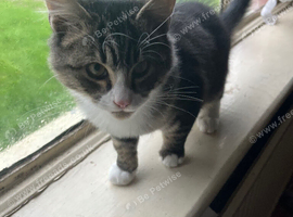 Tabby kitten