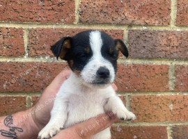 Jack Russell puppies