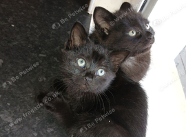 Black kittens.