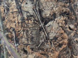 Stick insects