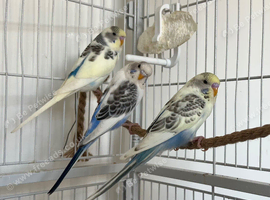 Baby Budgies