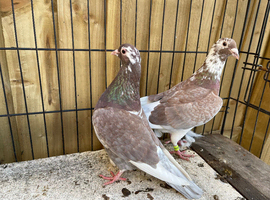 Long destination racers pigeons for sale in Birmingham