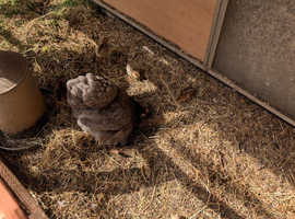 Bantam with 5 golden and 1 white pheasant chick