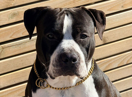Enzo is looking for a loving family