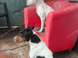 Parson Jack Russell For Stud