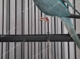 Ally the Indian ringneck