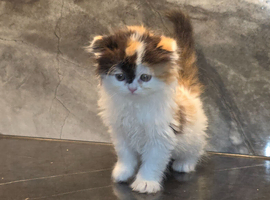 Wee Wonders seek new mum and dad - RESERVED