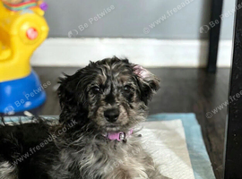 Willow (cockapoo)