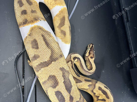 3 year old pastel pied python with large exoterra and stand