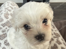 Beautiful full pedigree Maltese puppies