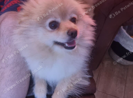 Female orange and cream pomerainian kc registered