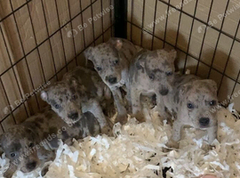 Dna clear rare blue Merle Staffordshire bull terrier puppies